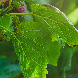 Weißer Maulbeerblatt-Extrakt
