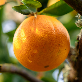 Bitterorangen Extrakt